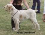 Filename=A-Mandriano.jpg
Filesize=67KiB
Dimensions=600x464
Date added=Sep 16, 2009 A-Mandriano.jpg
