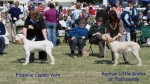 Filename=Puppy-Challenge.jpg
Filesize=125KiB
Dimensions=800x450
Date added=Sep 16, 2009 Puppy-Challenge.jpg