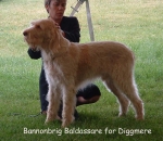Filename=B-Baldassare.jpg
Filesize=122KiB
Dimensions=775x672
Date added=Sep 16, 2009 B-Baldassare.jpg
