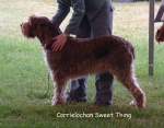 Filename=C-SweetThing.jpg
Filesize=112KiB
Dimensions=787x618
Date added=Sep 16, 2009 C-SweetThing.jpg