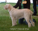Filename=C-TiAdora.jpg
Filesize=103KiB
Dimensions=814x678
Date added=Sep 16, 2009 C-TiAdora.jpg