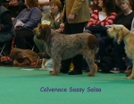 Filename=C-SassySalsa.jpg
Filesize=61KiB
Dimensions=450x350
Date added=Sep 16, 2009 C-SassySalsa.jpg
