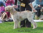 Filename=O-Aurelia.jpg
Filesize=70KiB
Dimensions=600x469
Date added=Sep 16, 2009 O-Aurelia.jpg