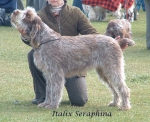 Filename=I Seraphina.jpg
Filesize=178KiB
Dimensions=1054x861
Date added=Sep 16, 2009 I Seraphina.jpg