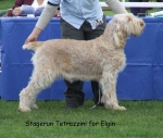 Filename=S-Tetrazzini.jpg
Filesize=58KiB
Dimensions=600x511
Date added=Sep 16, 2009 S-Tetrazzini.jpg