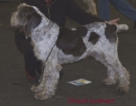 Filename=O-Lionheart.jpg
Filesize=60KiB
Dimensions=600x468
Date added=Sep 16, 2009 O-Lionheart.jpg
