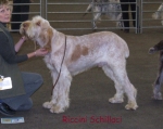 Filename=R-Schillaci.jpg
Filesize=57KiB
Dimensions=600x476
Date added=Sep 16, 2009 R-Schillaci.jpg