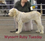 Filename=W-RubyTuesday.jpg
Filesize=66KiB
Dimensions=600x540
Date added=Sep 16, 2009 W-RubyTuesday.jpg