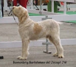 Filename=B-Bartolomeo.jpg
Filesize=53KiB
Dimensions=600x535
Date added=Sep 16, 2009 B-Bartolomeo.jpg