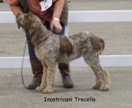 Filename=I-Trecella.jpg
Filesize=44KiB
Dimensions=600x495
Date added=Sep 16, 2009 I-Trecella.jpg