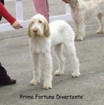 Prima-FortunaDivertente.jpg