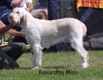 Filename=K-Mala.jpg
Filesize=85KiB
Dimensions=891x696
Date added=Sep 16, 2009 K-Mala.jpg