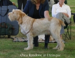 Filename=O-Rondone.jpg
Filesize=67KiB
Dimensions=700x550
Date added=Sep 16, 2009 O-Rondone.jpg
