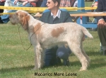 Filename=M-MareLeone.jpg
Filesize=124KiB
Dimensions=883x651
Date added=Sep 16, 2009 M-MareLeone.jpg