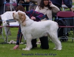 Filename=B-Alfetta.jpg
Filesize=63KiB
Dimensions=650x500
Date added=Sep 16, 2009 B-Alfetta.jpg