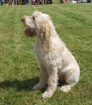 Filename=Puppy.JPG
Filesize=124KiB
Dimensions=600x682
Date added=Sep 16, 2009 Puppy.JPG
