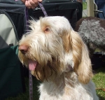 Filename=Puppy2.JPG
Filesize=70KiB
Dimensions=600x573
Date added=Sep 16, 2009 Puppy2.JPG