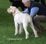 Filename=C-Carlo.jpg
Filesize=76KiB
Dimensions=600x583
Date added=Sep 16, 2009 C-Carlo.jpg