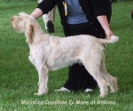 Filename=M-CavalloneDiMare.jpg
Filesize=66KiB
Dimensions=600x501
Date added=Sep 16, 2009 M-CavalloneDiMare.jpg