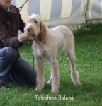 Filename=T-Balena.jpg
Filesize=71KiB
Dimensions=600x624
Date added=Sep 16, 2009 T-Balena.jpg