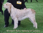 Filename=W-RubyTuesday.jpg
Filesize=58KiB
Dimensions=600x463
Date added=Sep 16, 2009 W-RubyTuesday.jpg