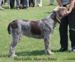 Dateiname=H-Maroschino.jpg
Dateigröße=80KB
Abmessungen: 600x495
hinzugefügt am: 16. September 2009 H-Maroschino.jpg