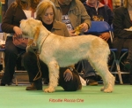 Filename=F-RoccaChe.jpg
Filesize=49KiB
Dimensions=650x532
Date added=Sep 16, 2009 F-RoccaChe.jpg