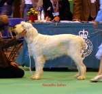 Filename=K-Safron.jpg
Filesize=61KiB
Dimensions=650x602
Date added=Sep 16, 2009 K-Safron.jpg