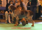 Dateiname=L-Callisto.jpg
Dateigröße=53KB
Abmessungen: 550x392
hinzugefügt am: 16. September 2009 L-Callisto.jpg