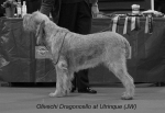 Filename=O-Dragoncello.jpg
Filesize=41KiB
Dimensions=550x381
Date added=Sep 16, 2009 O-Dragoncello.jpg
