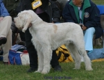 Filename=C-GingerSnap.jpg
Filesize=53KiB
Dimensions=650x500
Date added=Sep 16, 2009 C-GingerSnap.jpg