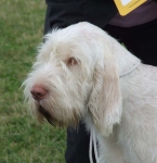 Filename=C-GingerSnap2b.JPG
Filesize=51KiB
Dimensions=600x617
Date added=Sep 16, 2009 C-GingerSnap2b.JPG