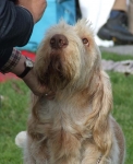 Filename=B-Bartolomeo2.JPG
Filesize=63KiB
Dimensions=600x737
Date added=Sep 16, 2009 B-Bartolomeo2.JPG