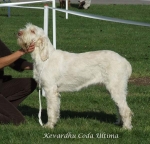 Dateiname=K-CodaUltima.jpg
Dateigröße=75KB
Abmessungen: 600x579
hinzugefügt am: 16. September 2009 K-CodaUltima.jpg