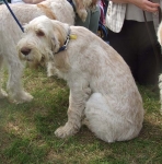 Filename=Boo Pup.JPG
Filesize=89KiB
Dimensions=600x607
Date added=Sep 16, 2009 Boo Pup.JPG