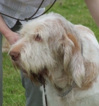 Filename=W-Crackerjack2.JPG
Filesize=63KiB
Dimensions=600x638
Date added=Sep 16, 2009 W-Crackerjack2.JPG