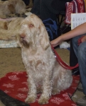 Filename=Ruby.JPG
Filesize=67KiB
Dimensions=600x741
Date added=Sep 16, 2009 Ruby.JPG