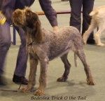 Filename=B-TrickOTheTail.jpg
Filesize=58KiB
Dimensions=600x578
Date added=Sep 16, 2009 B-TrickOTheTail.jpg