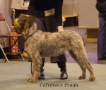 Filename=C-Prada.jpg
Filesize=54KiB
Dimensions=600x512
Date added=Sep 16, 2009 C-Prada.jpg