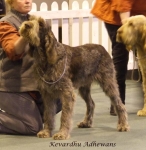 Filename=K-Adhewans.jpg
Filesize=60KiB
Dimensions=600x614
Date added=Sep 16, 2009 K-Adhewans.jpg