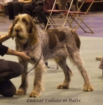 Filename=L-Callisto.jpg
Filesize=64KiB
Dimensions=600x612
Date added=Sep 16, 2009 L-Callisto.jpg