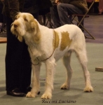 Dateiname=R-Luciano.jpg
Dateigröße=46KB
Abmessungen: 600x612
hinzugefügt am: 16. September 2009 R-Luciano.jpg