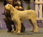 Filename=T-Balena.jpg
Filesize=51KiB
Dimensions=600x524
Date added=Sep 16, 2009 T-Balena.jpg
