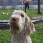 Filename=W-RubyTuesday-2.jpg
Filesize=78KiB
Dimensions=600x600
Date added=Sep 16, 2009 W-RubyTuesday-2.jpg
