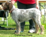 Filename=C-Prada.jpg
Filesize=61KiB
Dimensions=500x409
Date added=Sep 16, 2009 C-Prada.jpg