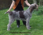 Filename=H-Maroschino.jpg
Filesize=80KiB
Dimensions=600x492
Date added=Sep 16, 2009 H-Maroschino.jpg