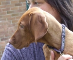 Filename=Vizla2.JPG
Filesize=57KiB
Dimensions=600x492
Date added=Sep 16, 2009 Vizla2.JPG
