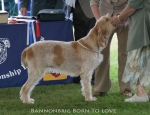 Filename=B-BornToLove.jpg
Filesize=71KiB
Dimensions=650x500
Date added=Sep 16, 2009 B-BornToLove.jpg