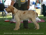 Filename=B-CuttingADash.jpg
Filesize=76KiB
Dimensions=650x500
Date added=Sep 16, 2009 B-CuttingADash.jpg