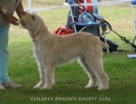 Filename=G-MagicsGaietyGirl.jpg
Filesize=74KiB
Dimensions=650x500
Date added=Sep 16, 2009 G-MagicsGaietyGirl.jpg